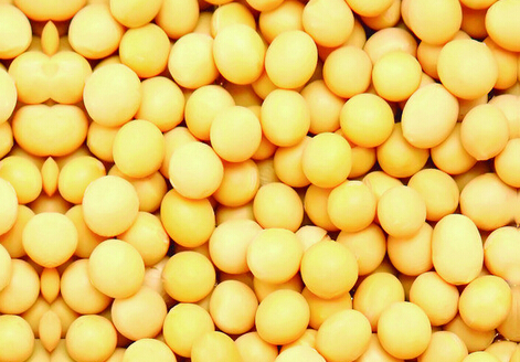 黄豆瘦身食谱