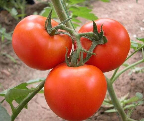 蕃茄减肥月瘦十斤  番茄这样做减肥效果杠杠滴