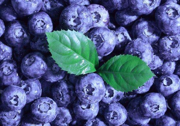 蓝莓减肥药怎么样