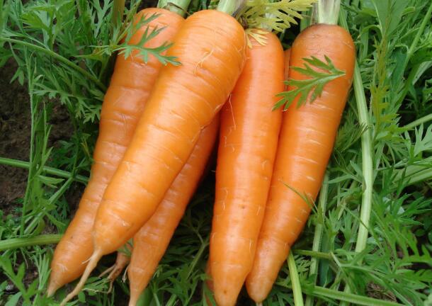 吃胡萝卜能减肥吗