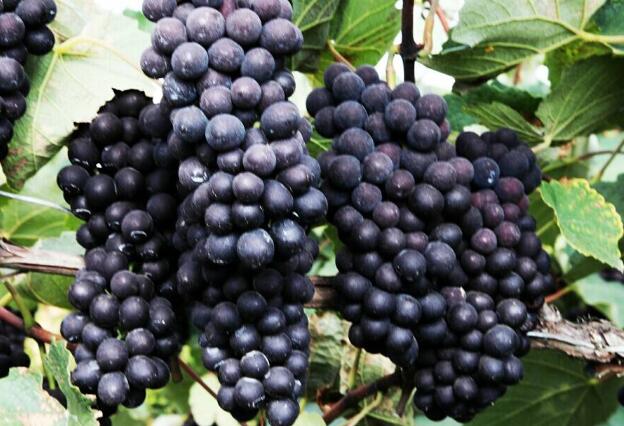 葡萄的热量低 吃葡萄可以减肥吗